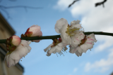 Prunus mume 'Omoi-no-mama' RCP3-10 014.jpg